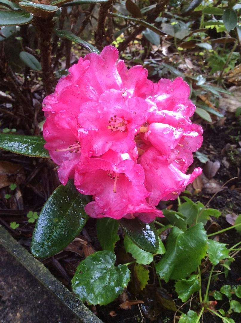 R. x comisteum C6541